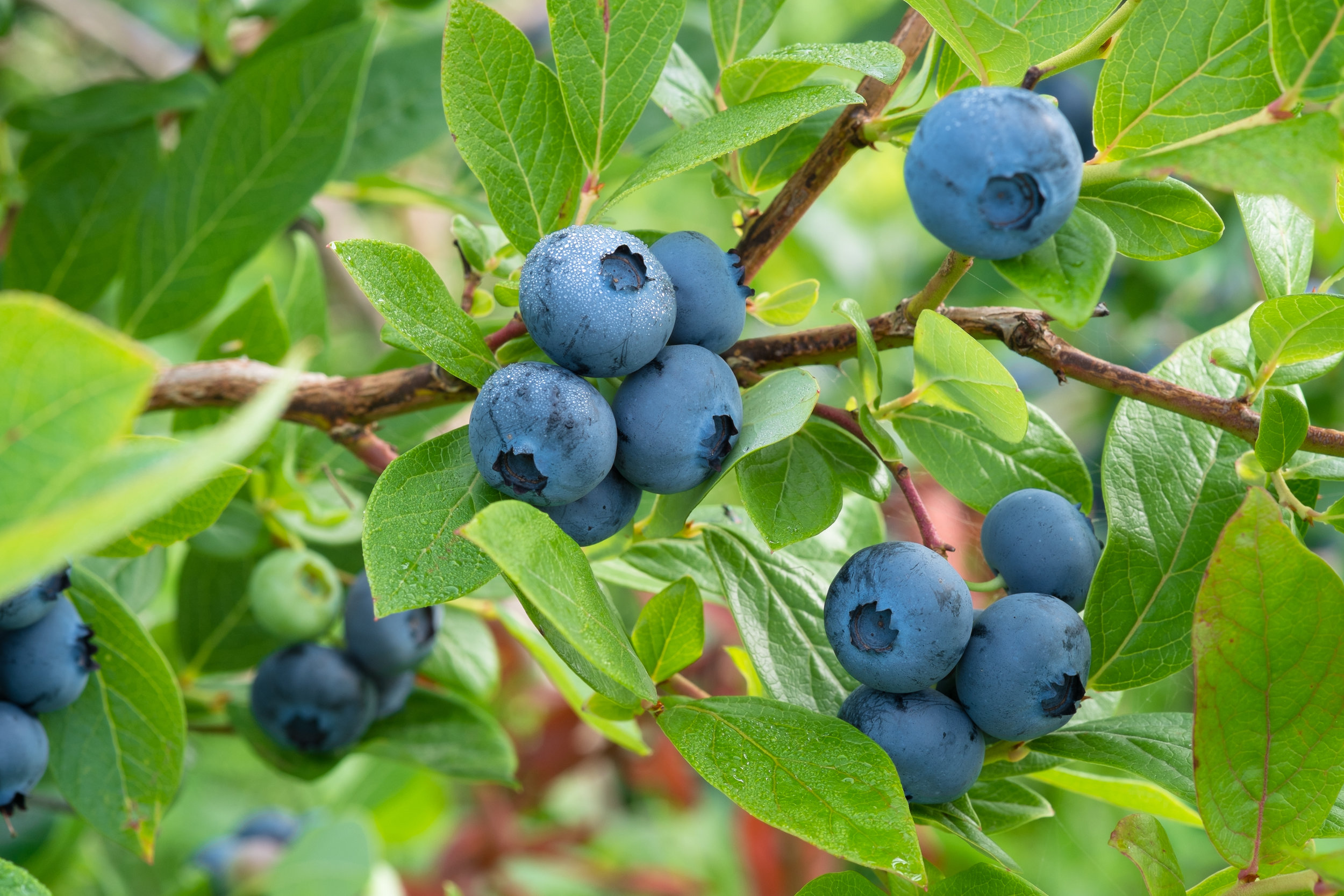 Blueberries.jpg