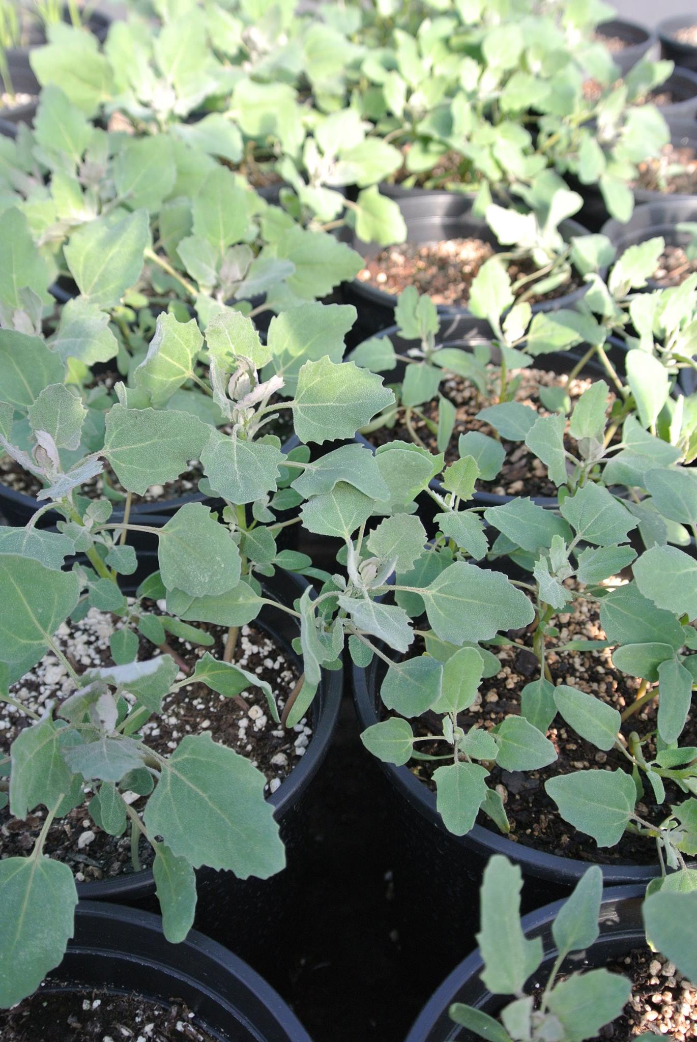 Plants.jpg